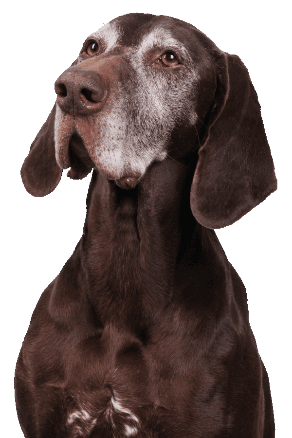 beneficios-perro